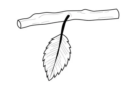 Single leaf hangs from a slender branch Stock-Illustration