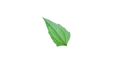 Single leaf isolated on white background for illustration or other design. Illustrazione stock