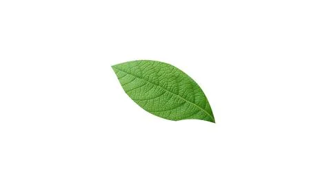 Single leaf isolated on white background for illustration or other design. Stock Illustration