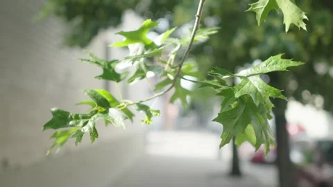 A single leaf-laden branch of an acorn tree blows in the wind Stock Footage 243811294