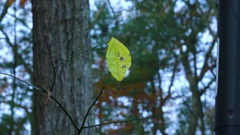 Single leaf left after a wind storm, parallax rotation around. Stock-Footage 294315296
