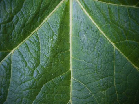 Single Leaf, Lightened from the Sun Stock Photos