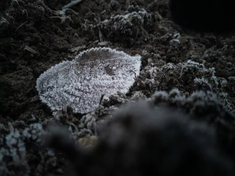 Single leaf lying on barren field covered with ice crystals 스톡 사진