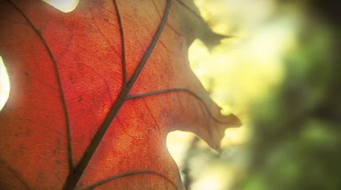 Single leaf macro. Art background. Loop. Stock Footage 44560800