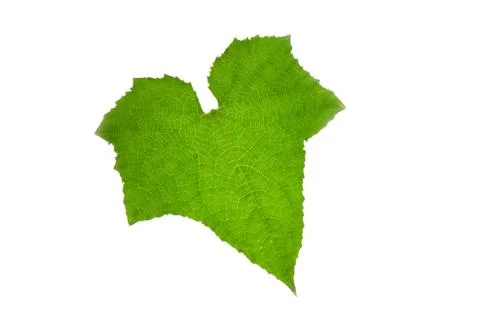 Single leaf macro with details Stock Photos