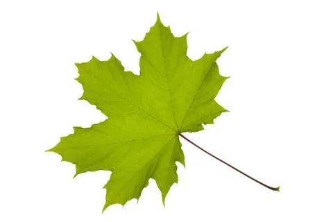 Single leaf of maple tree isolated over white background single leaf of ma... Stock Photos