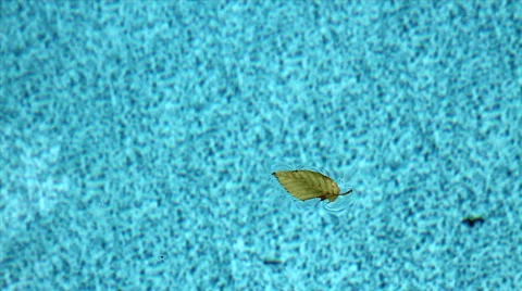 Single Leaf Moving Slowly on Pool Video stock 42008420