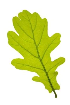 Single leaf of oak tree isolated over white background single leaf of oak ... Foto stock