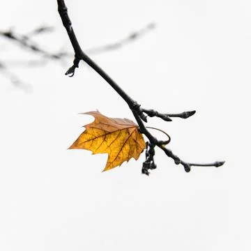 Single leaf Stock Photos