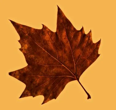 Single Leaf Foto stock