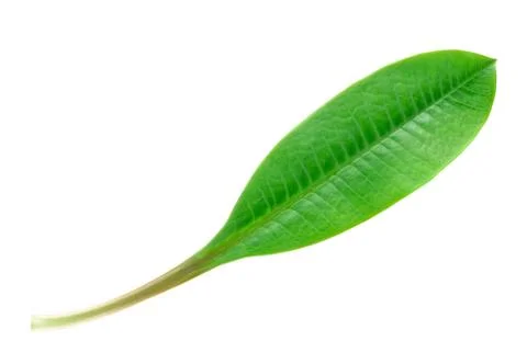 Single leaf Stock Photos