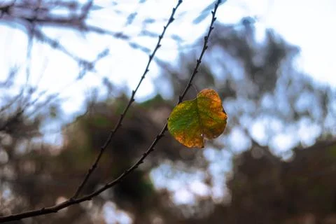 Single leaf Stock Photos
