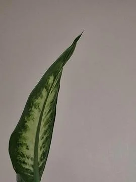 Single leaf Stock Photos