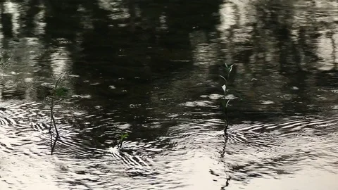 Single Leaf Plant in River Water - Loneliness Concept Stock Footage 81590699