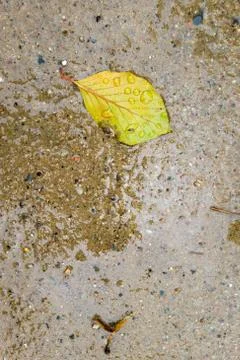 Single leaf in a puddle in autumn Foto stock