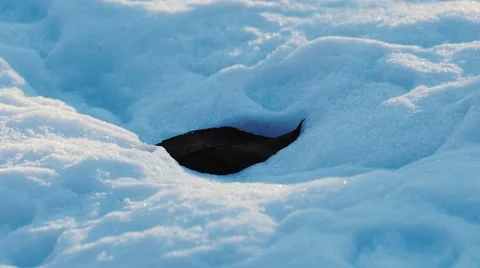 Single Leaf on a Snowy Floor 動画素材 58687425