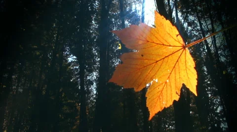 Single leaf with sun shining through and forest in the background. Autumn. Loop. Stock Footage 44560805