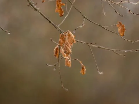 Single leaf on tree in autumn with raindrops Stock Photos