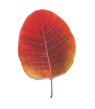 A single leaf of a tree isolated on a white background Stock Photos