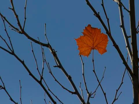 Single leaf on treetop Foto stock