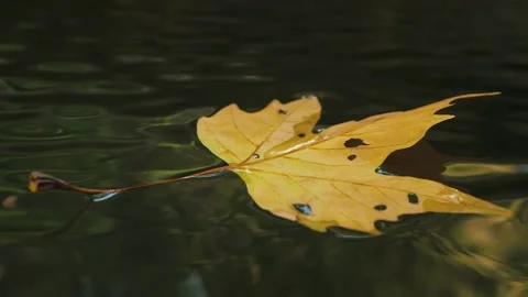 Single leaf on water close up Stock Footage 143838728