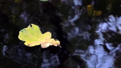 Single leaf on the water surface. Oak leaf in the source of clean water. Stock Footage 70170593