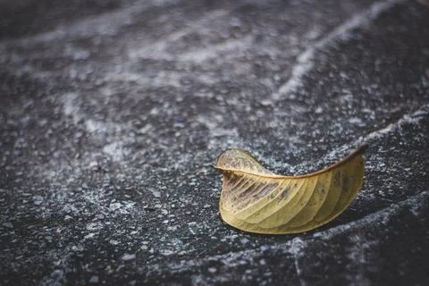 Single leaf wet ground symbolizing solitude and fragility. Stock Photos