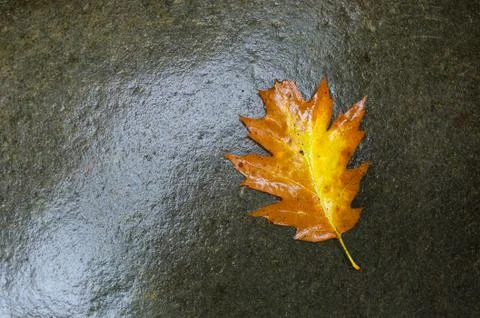 Single leaf on wet stone Stock Photos