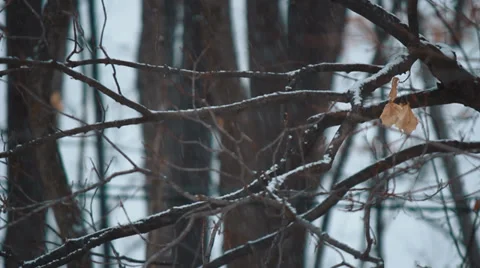 Single Leaf on a Winter Tree Stock-Footage 34365381