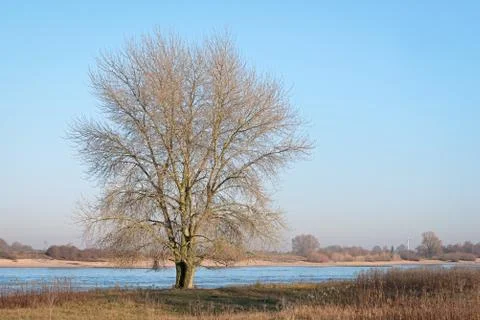 Single leafless tree on the banks of the Dutch river Waal in the evening sun Stock Photos