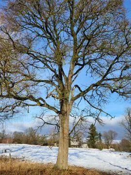 Single Leafless Tree Silhouette Against Winter Sky Stock Photos