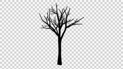 Single leafless tree silhouette with sparse branches transparent Illustration