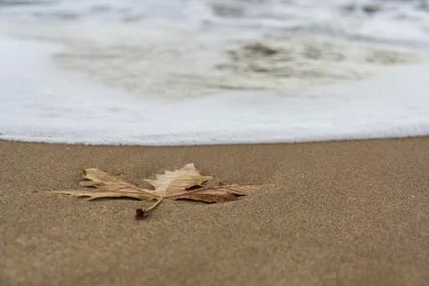 Single leave on the beach Stock-Fotos