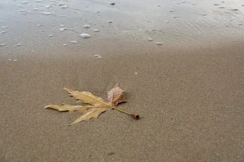 Single leave on the beach Stock Photos