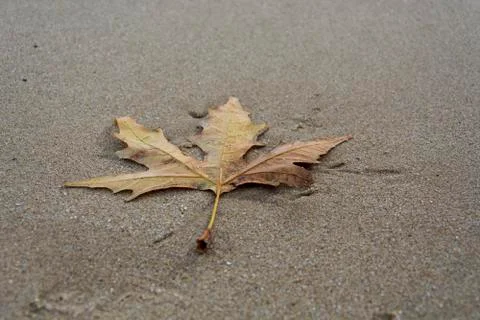 Single leave on the beach Stock Photos