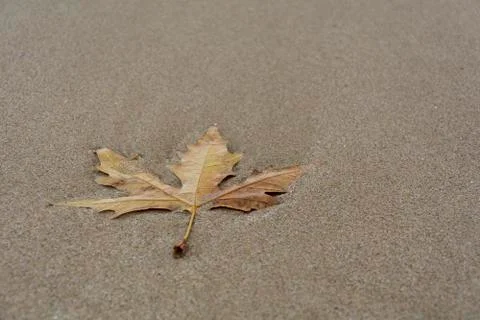 Single leave on the beach Stock Photos