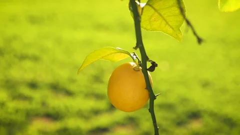 Single Lemon on Branch at Sunset Stock Footage 237043078