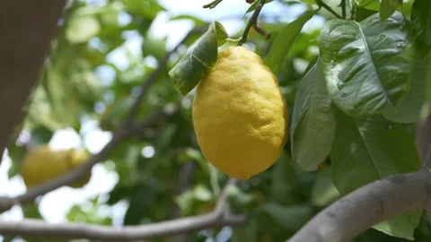 Single lemon hanging on branch highlights minimalism and clean food presentation Stock-Footage 332873620