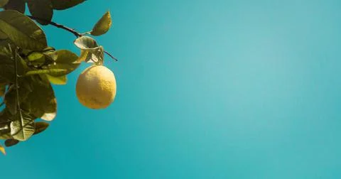 Single lemon hanging from a tree with beautiful turquoise background Foto stock