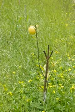 Single lemon on its tree Stock Photos