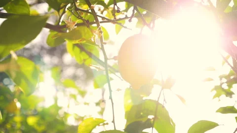 Single Lemon on Tree in Evening Sunlight Stock Footage 237043605