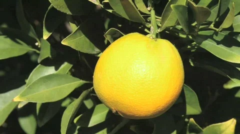 Single Lemon on tree Video stock 548714