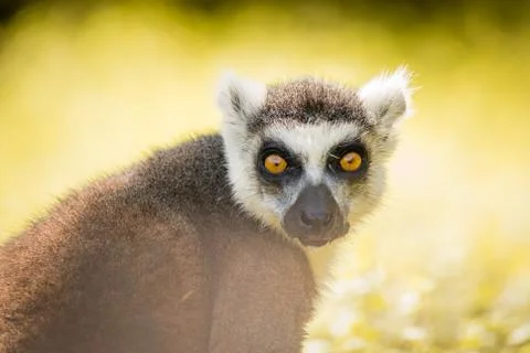 Single Lemur staring directly at camera, soft background Stock Photos