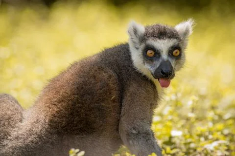 Single Lemur staring directly at camera, tongue out, soft background Stock Photos
