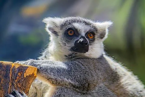Single Lemur staring directly at camera Stock Photos