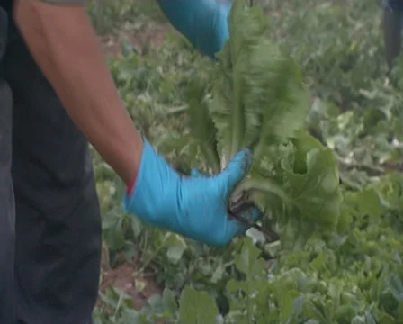 Single lettuce being cut Stock Footage 32539503