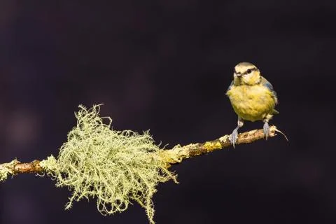 Single light blue tit perched on twig with strange lichen Stock Photos