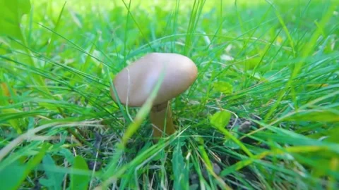 A single, light brown mushroom stands tall in lush green grass Stock Footage 322954598