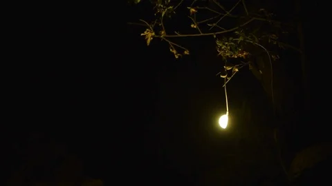 Single light bulb hang on tree is glowing at night, outside, campsite   Stock Footage 77881739