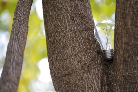 The single light bulb on the tree Stock Photos
